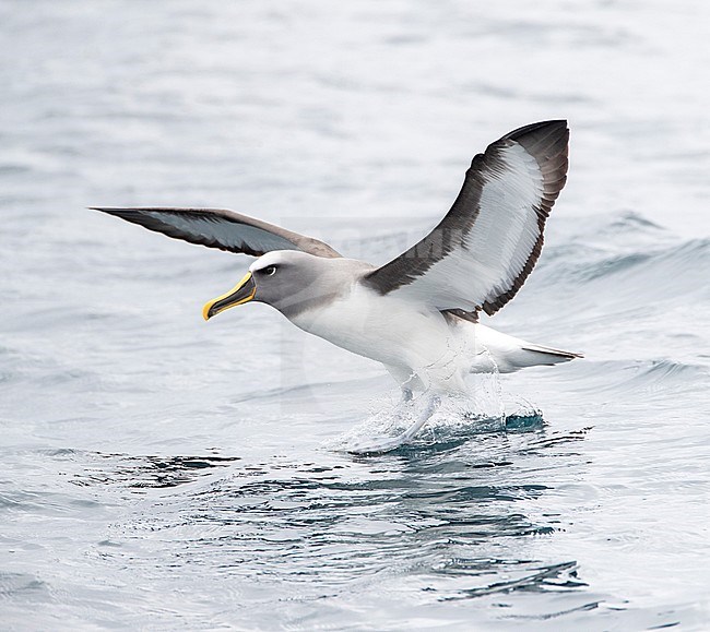Northern Buller's Albatross (Thalassarche bulleri platei) landing on the ocean surface off the Chatham Islands, New Zealand. stock-image by Agami/Marc Guyt,