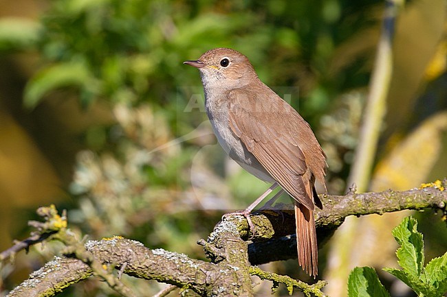 Common Nightingale (Luscinia megarhynchos) during spring in the coastal dunes of Berkheide, south of Katwijk aan Zee, the Netherlands. stock-image by Agami/Arnold Meijer,