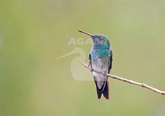 Mangrove Hummingbird (Chrysuronia boucardi) in Costa Rica. stock-image by Agami/Pete Morris,