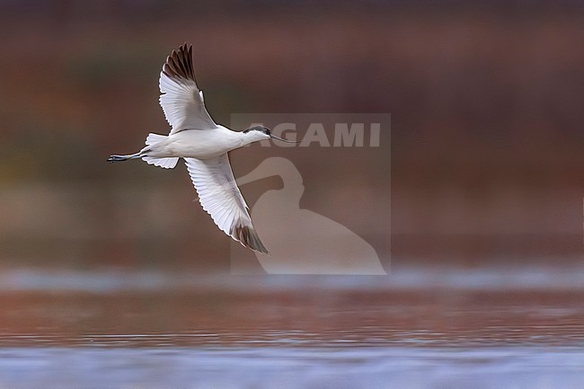 Adult Pied Avocet (Recurvirostra avosetta) in Italy. stock-image by Agami/Daniele Occhiato,