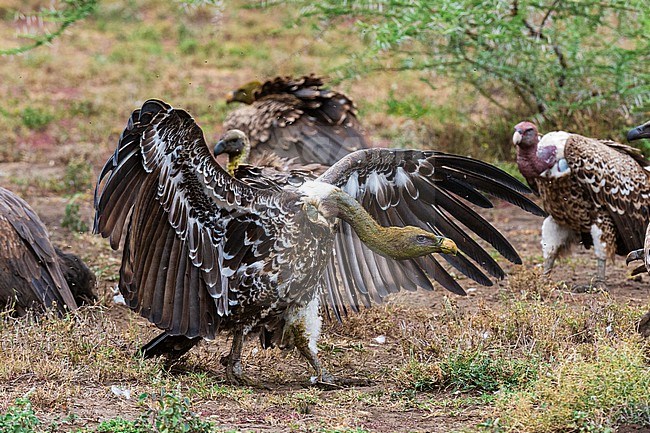 A white-backed vulture, Gyps africanus, on a carcass. Ndutu, Ngorongoro Conservation Area, Tanzania. stock-image by Agami/Sergio Pitamitz,