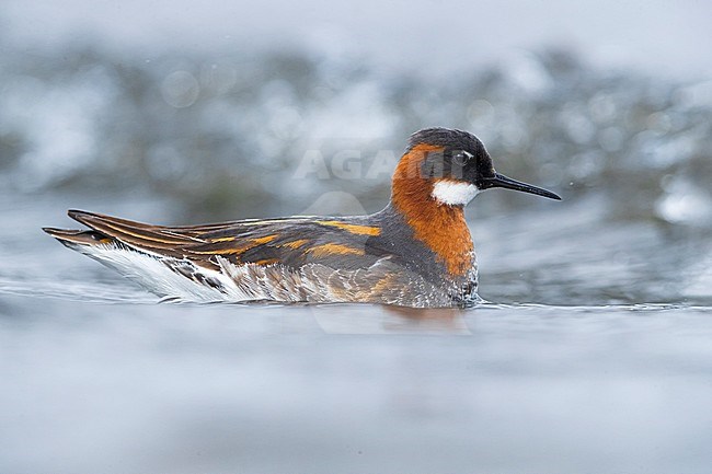 Adult summer plumaged Red-necked Phalarope (Phalaropus lobatus) on tundra of Iceland. Swimming female. stock-image by Agami/Daniele Occhiato,