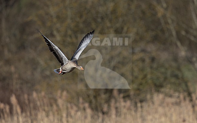 Greylag Goose (Anser anser) adult in flight near Copenhagen, Denmark stock-image by Agami/Helge Sorensen,