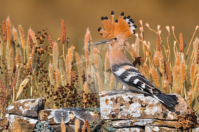 Eurasian Hoopoe, Upupa epops, in Italy. With erected crest. stock-image by Agami/Daniele Occhiato,
