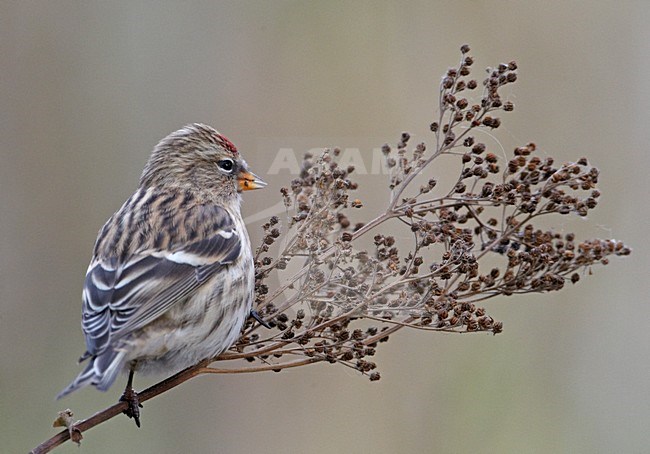 Vrouwtje Grote Barmsijs; Female Mealy Redpoll stock-image by Agami/Markus Varesvuo,