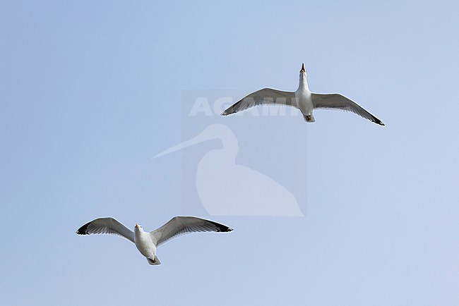 Couple of adult European herring gull (Larus argentatus) calling in flight, found above the dunes of Texel in the Netherlands stock-image by Agami/Mathias Putze,