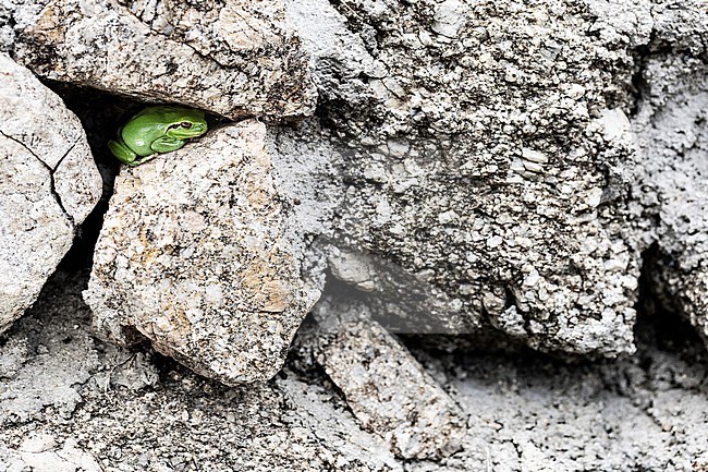 Mediterranean tree frog, Hyla meridionalis stock-image by Agami/Wil Leurs,