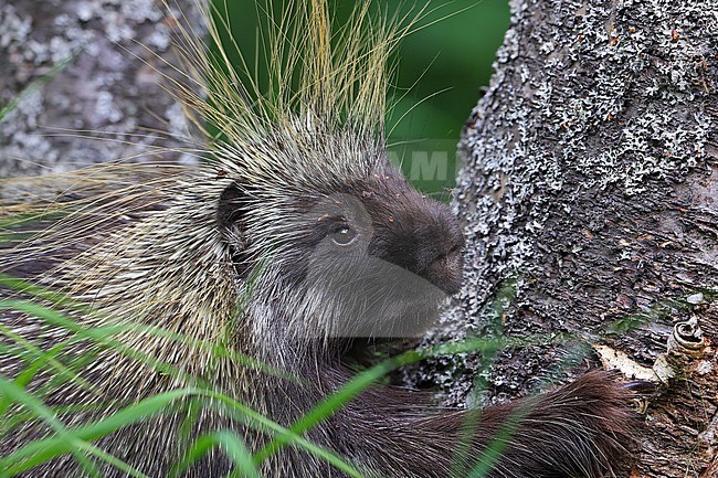 North American Porcupine  (Erethizon dorsatum) taken the 18/06/2022 at Arctic valley - Alaska - USA stock-image by Agami/Aurélien Audevard,