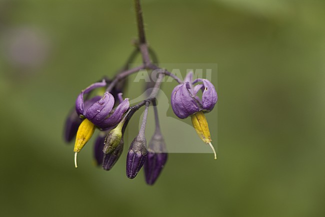 Flowers of Bittersweet, Bloemen van Bitterzoet stock-image by Agami/Wil Leurs,