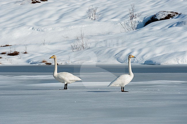 Two whooper swans, Cygnus cygnus, on snowy and icy Ostadvatnet Lake. Ostadvatnet Lake, Lofoten Islands, Nordland, Norway. stock-image by Agami/Sergio Pitamitz,
