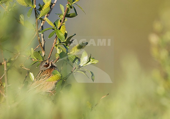 Chestnut-eared Bunting - Bandammer - Emberiza fucata ssp. fucata, Russia (Baikal), adult male stock-image by Agami/Ralph Martin,