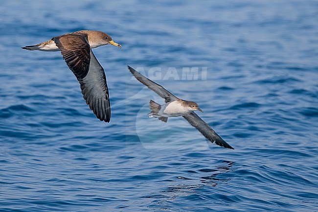 Scopoli's Shearwater, Calonectris diomedea, flying over the sea off the coast in Italy. stock-image by Agami/Daniele Occhiato,
