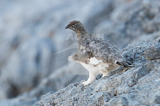 Rock Ptarmigan (Lagopus muta), adult standing on a rocky terrain, Trentino-Alto Adige, Italy stock-image by Agami/Saverio Gatto,