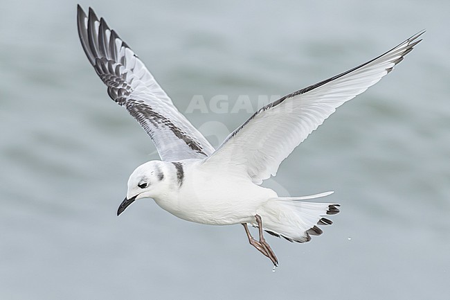  stock-image by Agami/Menno van Duijn,