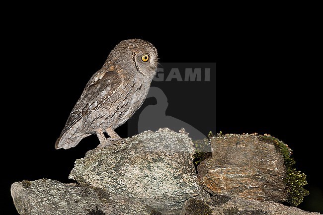 Eurasian Scops Owl (Otus scops) stock-image by Agami/Alain Ghignone,