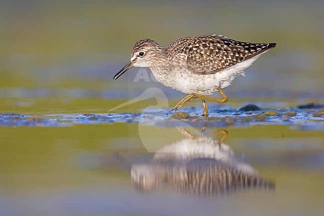 Wood Sandpiper (Tringa glareola), side view of an adult walking in the water, Campania, Italy stock-image by Agami/Saverio Gatto,