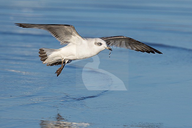 Mediterranean Gull (Ichthyaetus melanocephalus), juvenile in flight with a fishing line in its bill, Campania, Italy stock-image by Agami/Saverio Gatto,