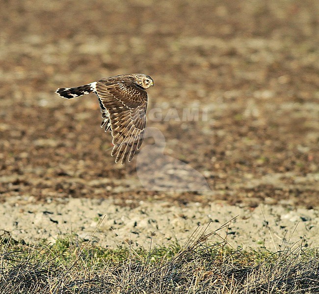 Second calender year female Hen Harrier (Circus cyaneus).  Hunting, showing upper wing pattern. stock-image by Agami/Renate Visscher,