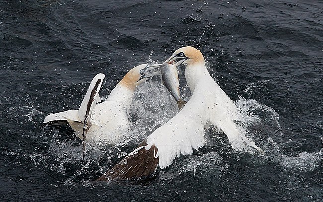 Northern Gannet (Morus bassanus) during summer on the Shetland islands in Scotland. Two adult birds fighting for a big fish. stock-image by Agami/Markus Varesvuo,
