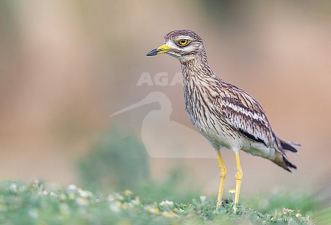Stone Curlew walking through daisies. stock-image by Agami/Onno Wildschut,