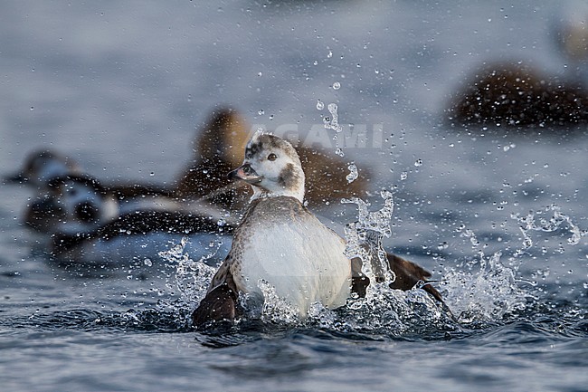 Long-tailed Duck, IJseend, Clangula hyemalis, Norway, 2nd cy male, winter stock-image by Agami/Ralph Martin,