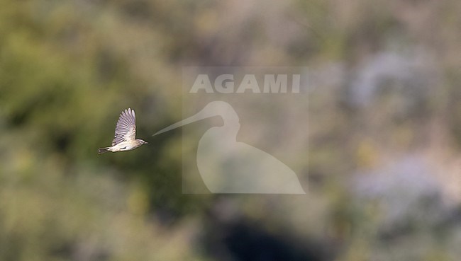 Warbling Vireo (Vireo gilvus) adult in flight during migration stock-image by Agami/Ian Davies,