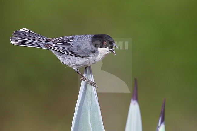 Black-capped Warbling Finch (Microspingus melanoleucus) Perched on a branch in Bolivia stock-image by Agami/Dubi Shapiro,