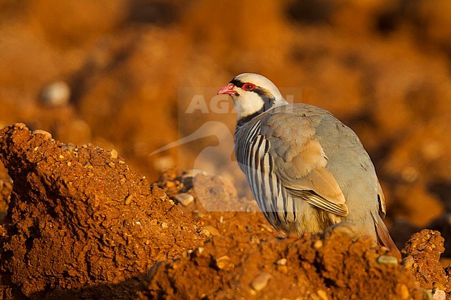 Chukar - Chukar - Alectoris chukar ssp. cypriotes, Cyprus stock-image by Agami/Ralph Martin,