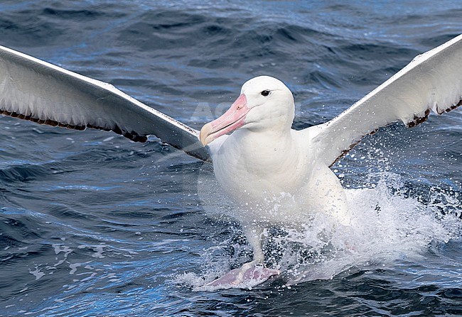 Adult Southern Royal Albatross (Diomedea epomophora) landing on the ocean surface during a chumming session off Chatham Islands, New Zealand. stock-image by Agami/Marc Guyt,
