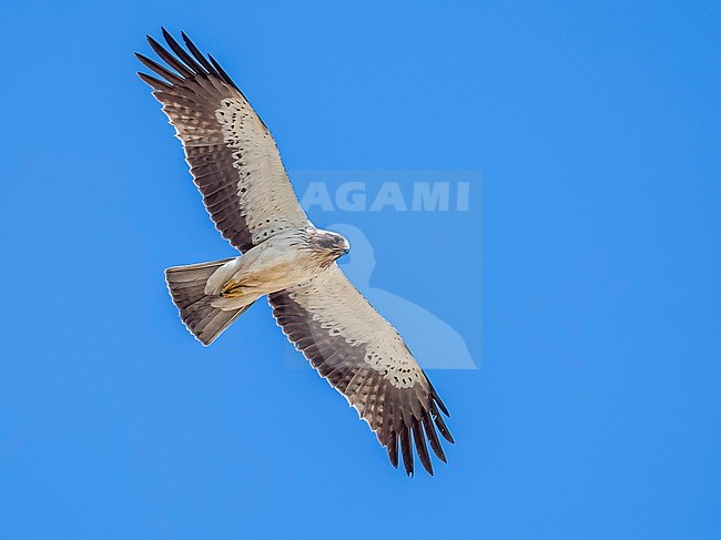 White morph adult Booted Eagle (Hieraaetus pennatus) flying over the desert near El Gouna,  in Egyptian Coast, Egypt. stock-image by Agami/Vincent Legrand,