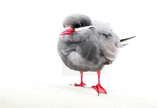 Inca Tern (Larosterna inca) in Chile. stock-image by Agami/Dani Lopez-Velasco,