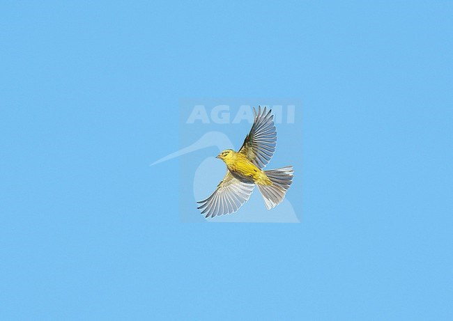 Adult male Yellowhammer (Emberiza citrinella) flying in blue sky showing underside and wings fully spread stock-image by Agami/Ran Schols,