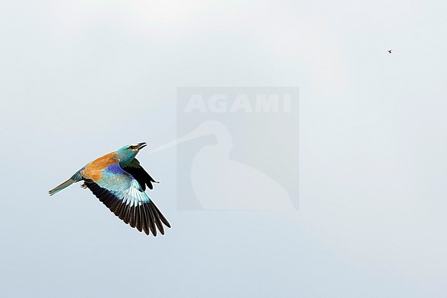 Adult male European roller (Coracias garrulus) in flight hunting a flying insect, found in Hungary, Kiskunsagi National Park stock-image by Agami/Mathias Putze,