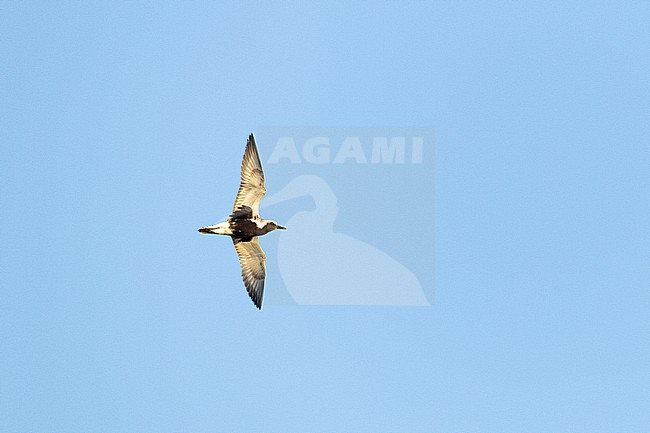  stock-image by Agami/Menno van Duijn,