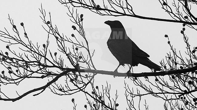 Common Raven (Corvus corax) perched on a branch with backlight showing the silhouette. stock-image by Agami/Lennart Verheuvel,