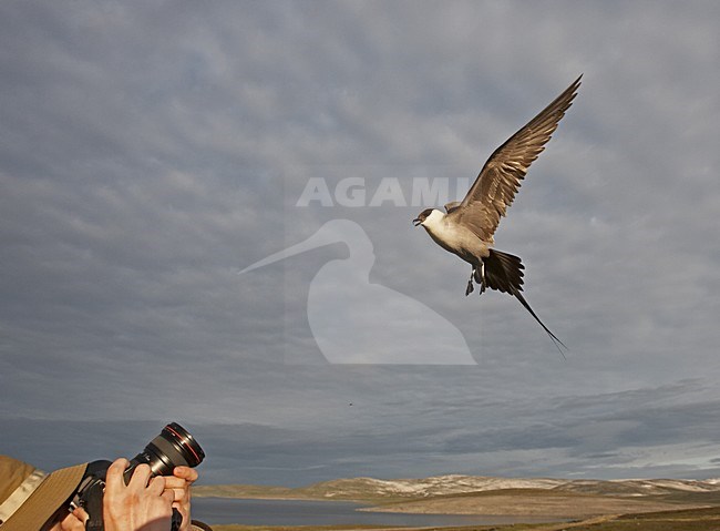 Long-tailed Skua adult defending its nest; Kleinste Jager volwassen zijn nest verdedigend stock-image by Agami/Jari Peltomäki,