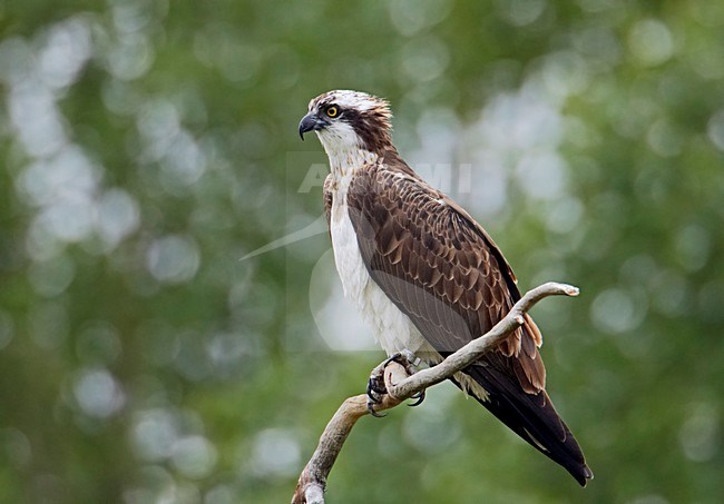 Osprey adult perched in a tree; Visarend volwassen zittend in een boom stock-image by Agami/Markus Varesvuo,