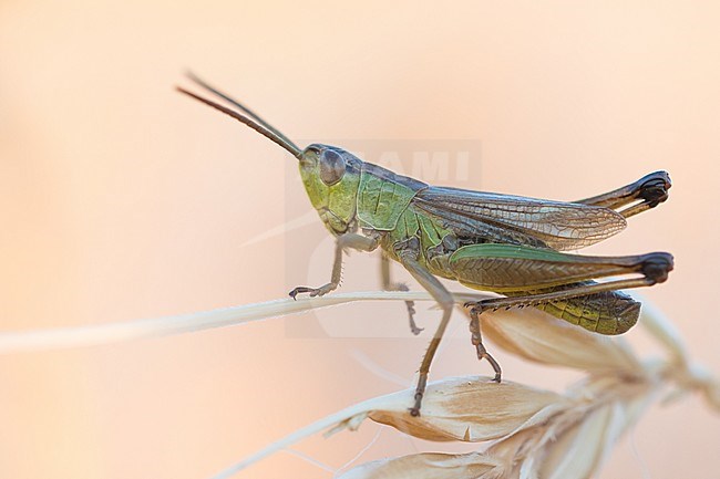 Pseudochorthippus parallelus - Meadow grasshopper - Gemeiner Grashüpfer, Germany, imago stock-image by Agami/Ralph Martin,
