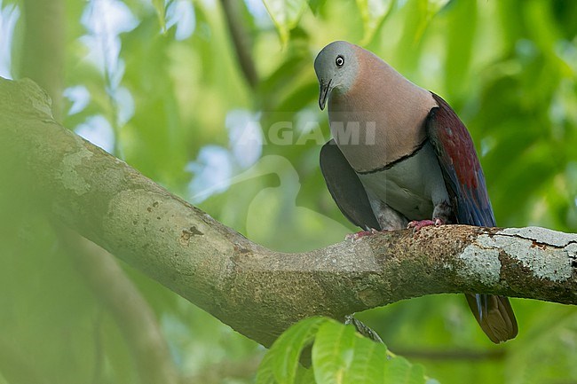 Zoe's Imperial-Pigeon (Ducula zoeae) Perched on a branch in Papua New Guinea stock-image by Agami/Dubi Shapiro,