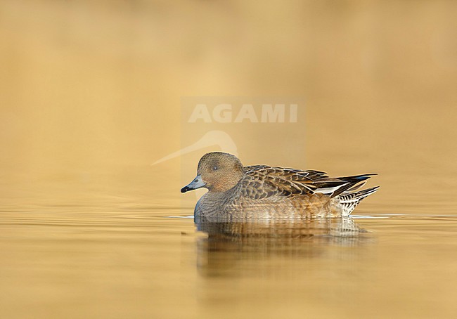 Eurasian Wigeon female swimming in golden hour from low point of view in the Reeuwijkse plassen Netherlands stock-image by Agami/Walter Soestbergen,