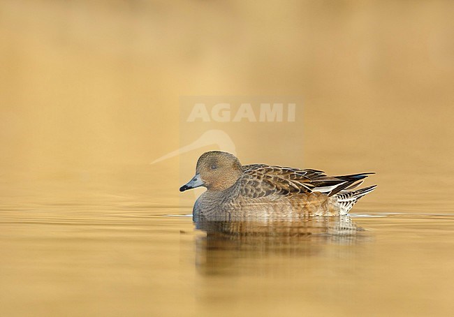 Eurasian Wigeon female swimming in golden hour from low point of view in the Reeuwijkse plassen Netherlands stock-image by Agami/Walter Soestbergen,