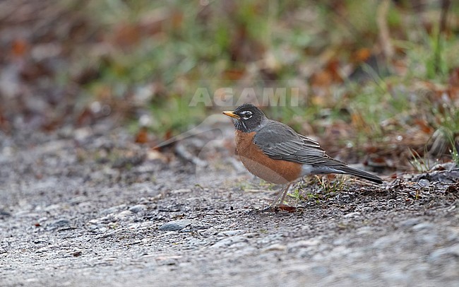 American Robin (Turdus migratorius), adult male at New Jersey, USA stock-image by Agami/Helge Sorensen,