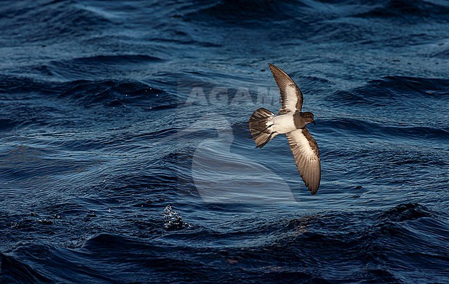 Gough Black-bellied Storm-Petrel (Fregetta tropica melanoleuca) in the Southern Atlantic Ocean, around the Tristan da Cunha and Gough islands. Also called White-bellied Black-bellied Storm Petrel. stock-image by Agami/Marc Guyt,