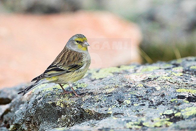 2nd cy female Corsican Finch ( Carduelis corsicana) in France (Corsica) stock-image by Agami/Ralph Martin,
