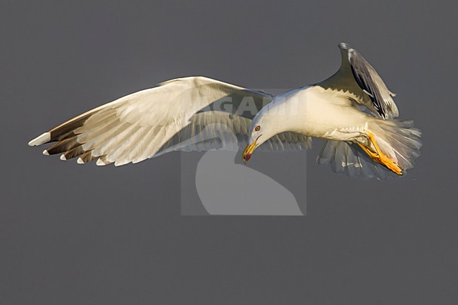 Geelpootmeeuw; Yellow-legged Gull; Larus michahellis stock-image by Agami/Daniele Occhiato,