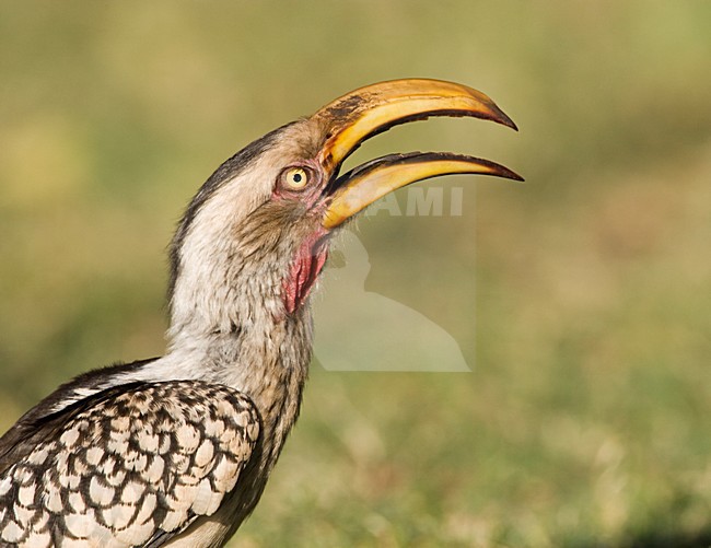Zuidelijke Geelsnaveltok, Southern Yellow-Billed Hornbill, Tockus leucomelas, Geelsnaveltok stock-image by Agami/Marc Guyt,