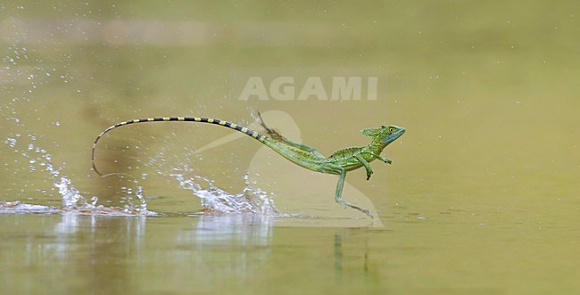 Groene basiliek rennend over water; Green basilisk running over water stock-image by Agami/Bence Mate,
