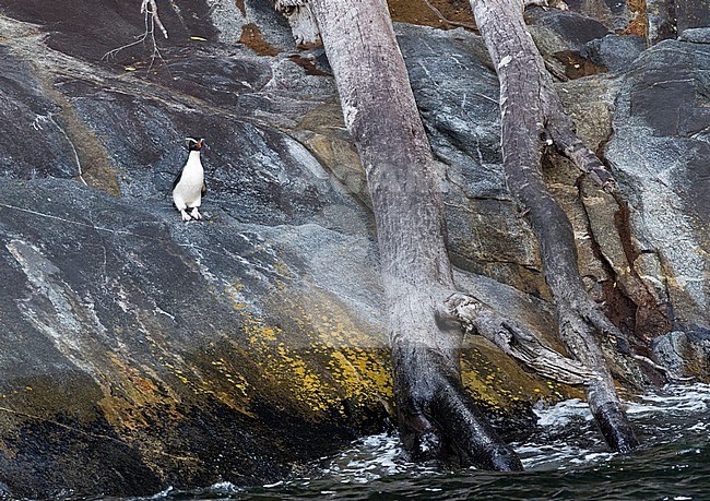 Fiordland Penguin (Eudyptes pachyrynchus) standing on a rocky shore in the Milford Sound on South Island, New Zealand. This species nests in colonies among tree roots and rocks in dense temperate coastal forest. stock-image by Agami/Marc Guyt,
