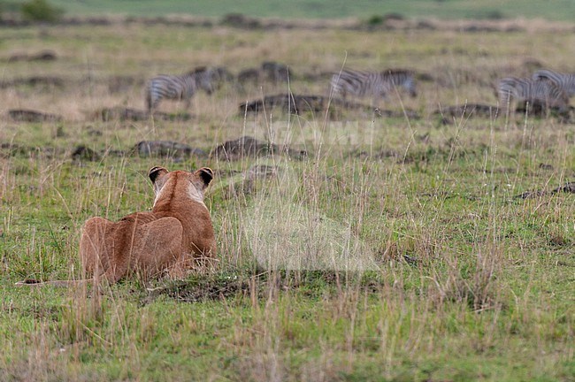A lioness, Panthera leo, hiding and ready to charge common zebras, Equus quagga, on the savanna. Masai Mara National Reserve, Kenya. stock-image by Agami/Sergio Pitamitz,