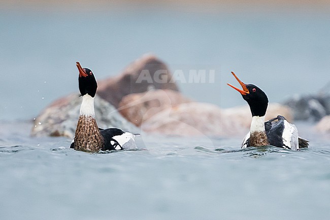 Red-breasted Merganser - Mittelsäger - Mergus serrator, Germany (Schleswig-Holstein), adult, male, courtship display stock-image by Agami/Ralph Martin,